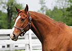 Top Broodmare Oatsee Delivers Frankel Foal Top Broodmare Oatsee Delivers Frankel Foal