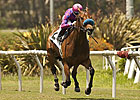 No Doubt About Obviously in American Handicap