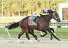 Undefeated Ocean Knight Wins Sam F. Davis Undefeated Ocean Knight Wins Sam F. Davis