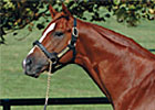 Ocean Terrace's First Winner Ocean Terrace's First Winner