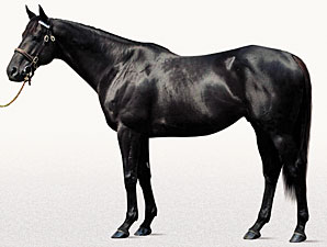 Offlee Wild Takes Freshman Sire Honors Offlee Wild Takes Freshman Sire Honors