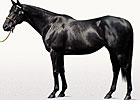 Offlee Wild Takes Freshman Sire Honors Offlee Wild Takes Freshman Sire Honors