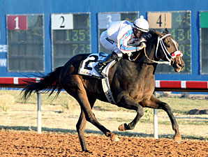 Local Hope Ol Winedrinker Who Wins Zia Derby Local Hope Ol Winedrinker Who Wins Zia Derby