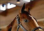Record-Setting One Hot Wish Returns in Sorrento Record-Setting One Hot Wish Returns in Sorrento