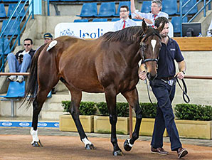 Solis Buys Top Two on Inglis' Opening Day Solis Buys Top Two on Inglis' Opening Day