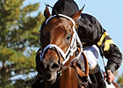 Optimizer Tunes Up For Arkansas Derby