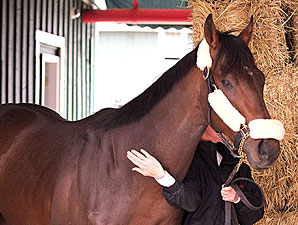 Preakness: Orb Is In the House Preakness: Orb Is In the House