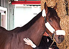 Preakness: Orb Is In the House Preakness: Orb Is In the House