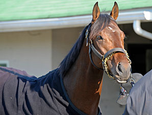 Orb Heads NTRA Pre-Derby Poll Orb Heads NTRA Pre-Derby Poll