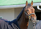 Orb Heads NTRA Pre-Derby Poll Orb Heads NTRA Pre-Derby Poll