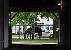 Orb Favored in Oaks-Derby Double Pool Orb Favored in Oaks-Derby Double Pool