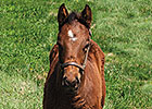 Pedigree: A Testament to Persistence Pedigree: A Testament to Persistence