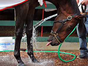 Preakness: Orb Gets a Bath Preakness Morning