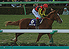 Orfevre Retires with Stylish Arima Kinen Win Orfevre Retires with Stylish Arima Kinen Win