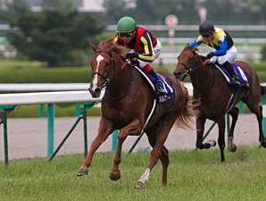 Orfevre to Run in Japan Cup