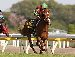 Orfevre Will Be 'Hard to Beat' in Japan Cup Orfevre Will Be 'Hard to Beat' in Japan Cup