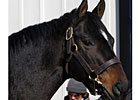 Orientate Colt Shines in F-T Midlantic Work