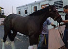 Preakness Winner Oxbow Leaves Pimlico