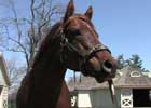 Past Ky Derby Winners: Smarty Jones (Video) Past Ky Derby Winners: Smarty Jones (Video)