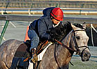 Grade I Winner Paddy O'Prado Retired Grade I Winner Paddy O'Prado Retired