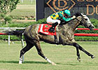 Virginia Derby: Paddy O'Prado the One to Beat Virginia Derby: Paddy O'Prado the One to Beat