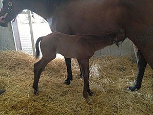 Hay Jude Delivers Paddy O'Prado Colt Hay Jude Delivers Paddy O'Prado Colt