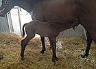 Hay Jude Delivers Paddy O'Prado Colt Hay Jude Delivers Paddy O'Prado Colt