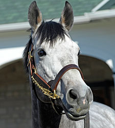 Paddy O'Prado Back at Spendthrift Paddy O'Prado Back at Spendthrift