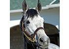 Paddy O'Prado Back at Spendthrift