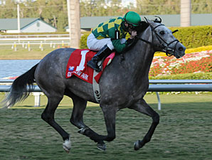 Maiden No More: Paddy O'Prado Wins Palm Beach Maiden No More: Paddy O'Prado Wins Palm Beach