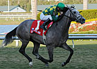 Maiden No More: Paddy O'Prado Wins Palm Beach