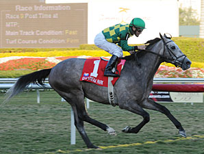 Kentucky Derby Trail: Paddy Cake Kentucky Derby Trail: Paddy Cake