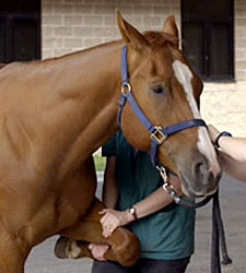 Webcast to Focus on Equine Pain Management Webcast to Focus on Equine Pain Management