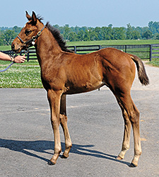 Pedigree Analysis: First-Crop Star for Curlin Pedigree Analysis: First-Crop Star for Curlin