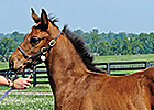 Pedigree Analysis: First-Crop Star for Curlin Pedigree Analysis: First-Crop Star for Curlin