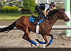Woodbine Oaks: Paladin Bay Faces Biggest Test Woodbine Oaks: Paladin Bay Faces Biggest Test