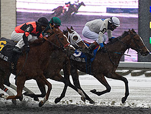 Paladin Bay Shows Her Class in Ontario Lassie Paladin Bay Shows Her Class in Ontario Lassie
