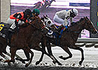 Paladin Bay Shows Her Class in Ontario Lassie Paladin Bay Shows Her Class in Ontario Lassie