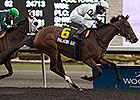 Paladin Bay Seeks to Tame Bison City Stakes Paladin Bay Seeks to Tame Bison City Stakes