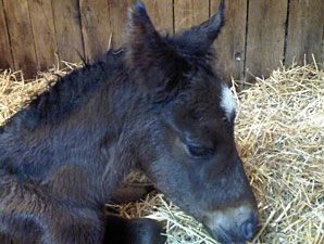 BC Winner Court Vision Sires First Foal BC Winner Court Vision Sires First Foal