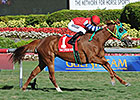 Parranda Seeks More Gulf Glory in Honey Fox Parranda Seeks More Gulf Glory in Honey Fox
