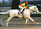White Horse Wins at Turfway White Horse Wins at Turfway