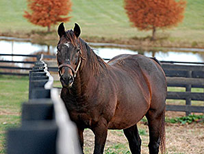 Old Friends Retiree Patton Euthanized Old Friends Retiree Patton Euthanized