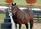 Old Friends Retiree Patton Euthanized Old Friends Retiree Patton Euthanized