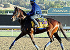 WinStar Farm Sets 2014 Stud Fees WinStar Farm Sets 2014 Stud Fees