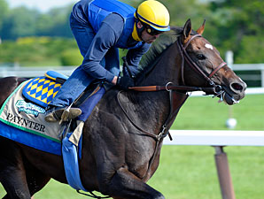 Paynter Diagnosed With Laminitis Paynter Diagnosed With Laminitis