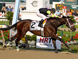 Payton d'Oro Wires Black-Eyed Susan Field Payton d'Oro Wires Black-Eyed Susan Field