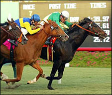 Pellegrino Sparkles in Hollywood Turf Cup Pellegrino Sparkles in Hollywood Turf Cup