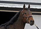 Peppers Pride in Foal to Tiznow