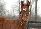 Peppers Pride Produces Distorted Humor Filly